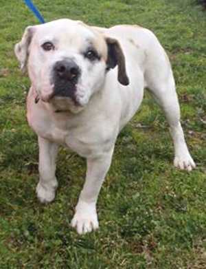 This 1-year-old male American Bulldog mix is in kennel No. 13, ID No. 35404. Photo courtesy of Lake County Animal Care and Control. 13ambulldogmale