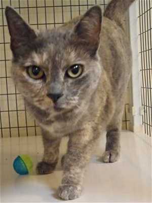 This 2-year-old female domestic short hair mix is in cat room kennel No. 13, ID No. 35059. Photo courtesy of Lake County Animal Care and Control. 13tortiecat
