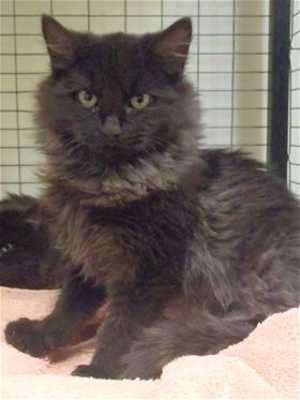 This 12-week-old female domestic long hair mix is in cat room kennel No. 14a, ID No. 35204. Photo courtesy of Lake County Animal Care and Control. 14ablackcat