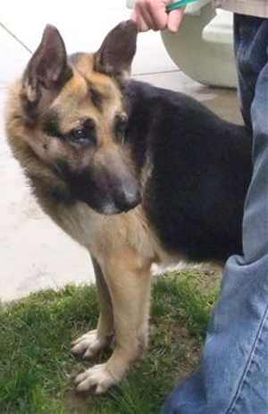 This 4-year-old male German Shepherd mix is in kennel No. 14, ID No. 35152. Photo courtesy of Lake County Animal Care and Control. 14malegsd