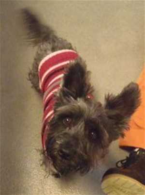 “Vader” is a 9 year old Scottish Terrier-cairn terrier mix in kennel No. 15, ID No. 35470. Photo courtesy of Lake County Animal Care and Control. 15vaderterrier