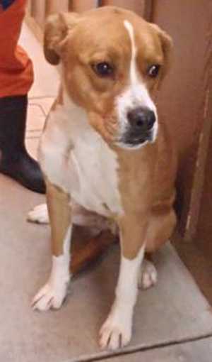 This 9-month-old male boxer mix is in kennel No. 16, ID No. 35380. Photo courtesy of Lake County Animal Care and Control. 16boxermix