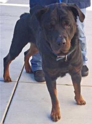 “Koda” is a year and a half old Rottweiler mix in kennel No. 16, ID No. 35273. Photo courtesy of Lake County Animal Care and Control. 16koda