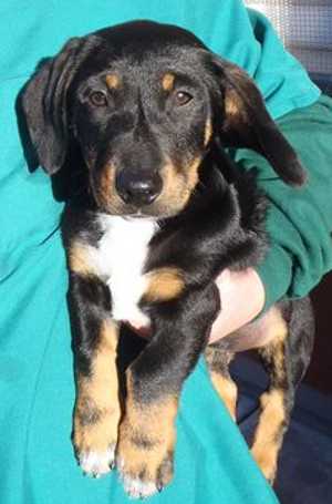 This 15-week-old male dachshund mix is in kennel No. 18b, ID No. 35036. Photo courtesy of Lake County Animal Care and Control. 18bdachsiemix