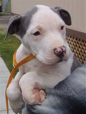 “Brave Heart” is a 5-month-old male pit bull terrier mix in kennel No. 18, ID No. 35164. Photo courtesy of Lake County Animal Care and Control. 18braveheartpup