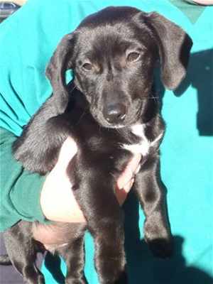 This 15-week-old female dachshund mix is in kennel No. 18a, ID No. 35035. Photo courtesy of Lake County Animal Care and Control. 18dachsiemix