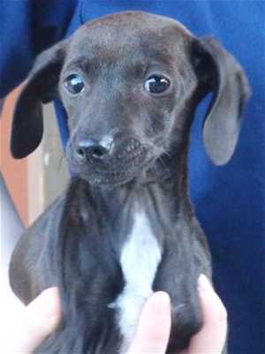 This 11-week-old female dachshund-Chihuahua mix is in kennel No. 19a, ID No. 35037. Photo courtesy of Lake County Animal Care and Control. 19adachsiemix