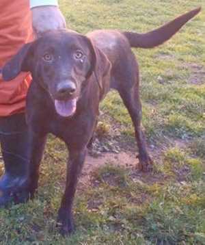 This 9-month-old female Labrador Retriever mix is in kennel No. 21, ID No. 35408. Photo courtesy of Lake County Animal Care and Control. 21labmix