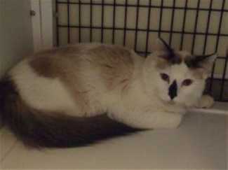 “Arrow” is a 10 month old male Siamese mix in cat room kennel No. 22, ID No. 35395. Photo courtesy of Lake County Animal Care and Control. 22arrowcat