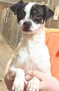 This 3-year-old male terrier mix is in kennel No. 23a, ID No. 35472. Photo courtesy of Lake County Animal Care and Control. 23aterriermix