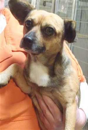 This 2-year-old male Chihuahua-terrier is in kennel No. 23b, ID No. 35473. Photo courtesy of Lake County Animal Care and Control. 23bchimalemix