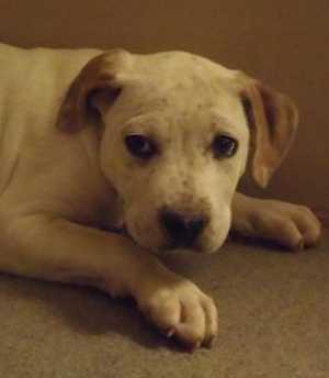 This 10-week-old male American Bulldog puppy is in kennel No. 24a, ID No. 35085. Photo courtesy of Lake County Animal Care and Control. 24abulldogmixpupnew