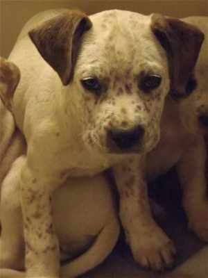 This 10-week-old male American Bulldog puppy is in kennel No. 24b, ID No. 35086. Photo courtesy of Lake County Animal Care and Control. 24bbulldogmixpupnew