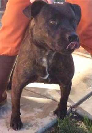 This 2-year-old male pit bull terrier mix is in kennel No. 24, ID No. 35338. Photo courtesy of Lake County Animal Care and Control. 24brownpitbull