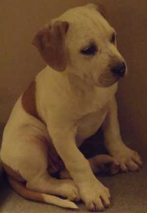 This 10-week-old male American Bulldog puppy is in kennel No. 24c, ID No. 35087. Photo courtesy of Lake County Animal Care and Control. 24cbulldogmixpupnew