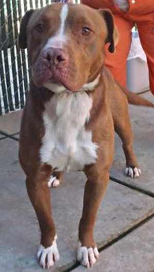 This 2-year-old male pit bull terrier mix is in kennel No. 24, ID No. 35471. Photo courtesy of Lake County Animal Care and Control. 24malepit