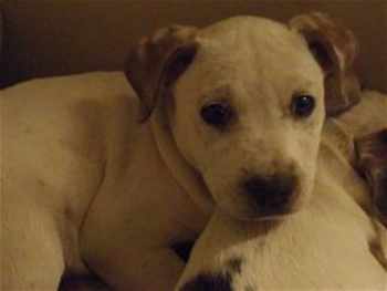 This 10-week-old American Bulldog puppy is in kennel No. 25b, ID No. 35083. Photo courtesy of Lake County Animal Care and Control. 25bbulldogmixnew