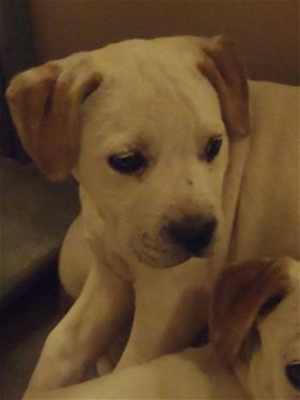 This 10-week-old female American Bulldog puppy is in kennel No. 25c, ID No. 35084. Photo courtesy of Lake County Animal Care and Control. 25cbulldogmixnew
