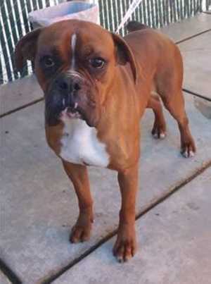 This 1-year-old male boxer mix is in kennel No. 26, ID No. 35415. Photo courtesy of Lake County Animal Care and Control. 26boxermix