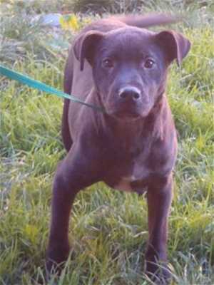 This 8-month-old male Labrador Retriever-shepherd mix is in kennel No. 28, ID No. 35108. Photo courtesy of Lake County Animal Care and Control. 28labshepherd