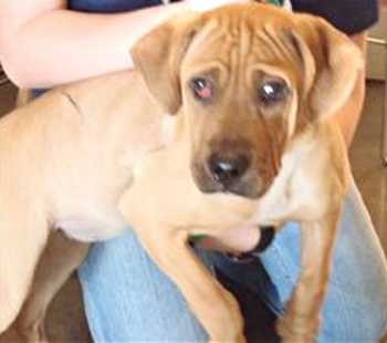 This 5-month-old female beagle-hound mix is in kennel No. 29, ID No. 35118. Photo courtesy of Lake County Animal Care and Control. 29beaglehound