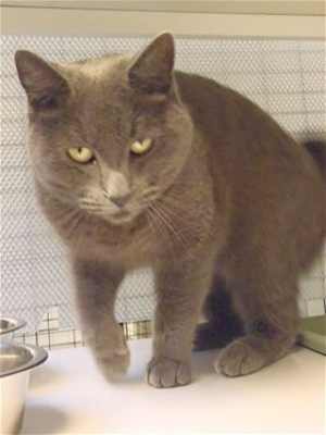 This 2-year-old female domestic short hair mix is in cat room kennel No. 29, ID No. 35259. Photo courtesy of Lake County Animal Care and Control. 29grayadultcat