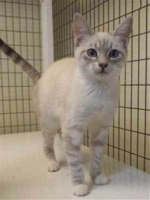 This 7-month-old female Siamese mix is in cat room kennel No. 2a, ID No. 35367. Photo courtesy of Lake County Animal Care and Control. 2asiamesemix