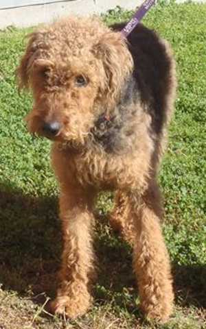 “Annie O.” is a 3 year old female Airedale terrier mix in kennel No. 30, ID No. 35456. Photo courtesy of Lake County Animal Care and Control. 30airedale
