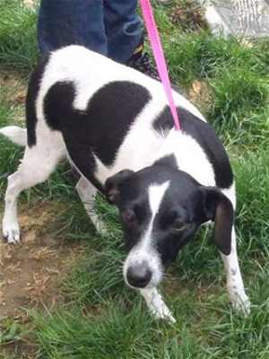 This one and a half year old female Jack Russell Terrier mix is in kennel No. 33, ID No. 34766. Photo courtesy of Lake County Animal Care and Control. 33jackrusselmix