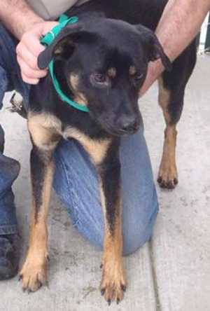 This 4-month-old male Rottweiler mix is in kennel No. 34, ID No. 35136. Photo courtesy of Lake County Animal Care and Control. 34rottmix