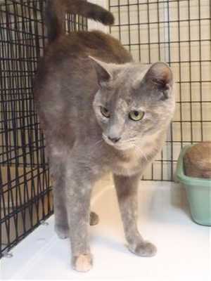 This 2-year-old female calico is in cat room kennel No. 45a, ID No. 35362. Photo courtesy of Lake County Animal Care and Control. 45agraycalico