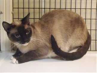 This 2-year-old female Siamese mix is in cat room kennel No. 45b, ID No. 35360. Photo courtesy of Lake County Animal Care and Control. 45bsiamese