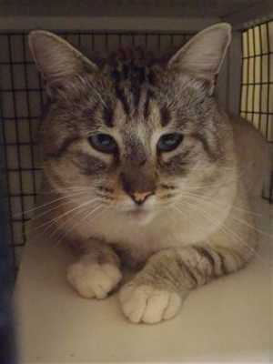 This 3-year-old male Siamese mix is in cat room kennel No. 48, ID No. 35372. Photo courtesy of Lake County Animal Care and Control. 48siamese