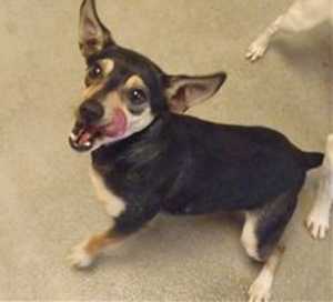 This 2-year-old female terrier mix is in kennel No. 4b, ID No. 35483. Photo courtesy of Lake County Animal Care and Control. 4bterriermix