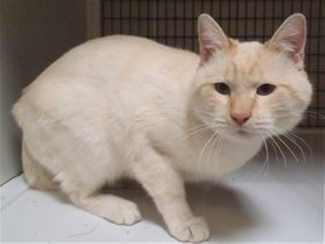This 2-year-old male Siamese mix is in cat room kennel No. 4, ID No. 35361. Photo courtesy of Lake County Animal Care and Control. 4siamesemix