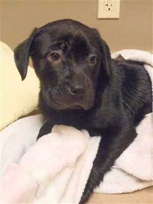 This 10-week-old female Labrador Retriever mix puppy is in kennel No. 5c, ID No. 35393. Photo courtesy of Lake County Animal Care and Control. 5clabpuppy