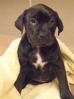 This 10-week-old female Labrador Retriever mix puppy is in kennel No. 5d, ID No. 35394. Photo courtesy of Lake County Animal Care and Control. 5dlabpup