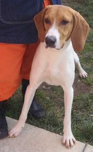 This 4-year-old male hound mix is in kennel No. 5, ID No. 35381. Photo courtesy of Lake County Animal Care and Control. 5houndmix