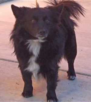 This 2-year-old male Pomeranian mix is in kennel No. 7, ID No. 35274. Photo courtesy of Lake County Animal Care and Control. 7pomeranianmix