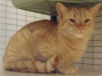 This 1-year-old male orange tabby is in cat room kennel No. 81, ID No. 35198. Photo courtesy of Lake County Animal Care and Control. 81yellowtabby