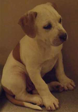 This 11-week-old male American Bulldog puppy is in kennel No. 8, ID No. 35087. Photo courtesy of Lake County Animal Care and Control. 8bulldogpup