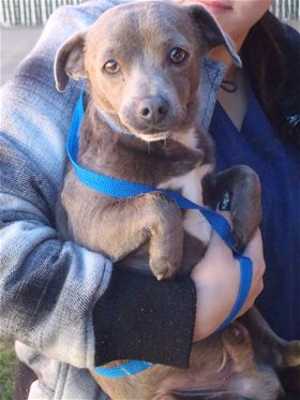 This 3-year-old male Chihuahua mix is in kennel No. 8, ID No. 35284. Photo courtesy of Lake County Animal Care and Control. 8malechimix