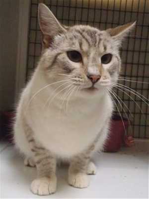 This 2-year-old male Siamese mix is in cat room kennel No. 95, ID No. 35359. Photo courtesy of Lake County Animal Care and Control. 95siamesemix