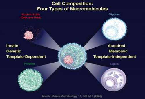 geneticcellcomop