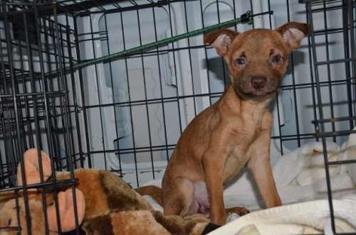 “Gizmo” was rescued by Lake County Animal Services in Lake County, Calif. He was found to have a number of serious health issues and the group is raising funds for his vet care. Photo courtesy of Lake County Animal Services. gizmothedog