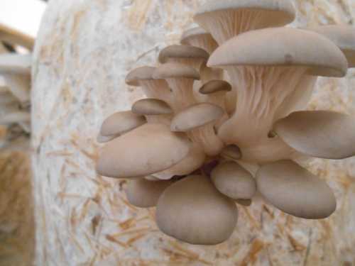 oystermushroom