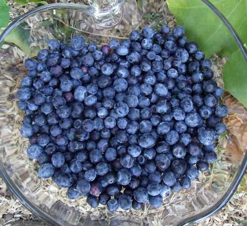 061712veggiegirlblueberries1