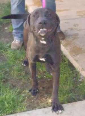 This 7-month-old female Labrador Retriever mix is in kennel No. 10, ID No. 34829. Photo courtesy of Lake County Animal Care and Control. 10labmixpup