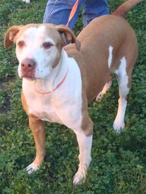 “Mary Jane” is a 6-year-old pit bull terrier mix in kennel No. 34, ID No. 34818. Photo courtesy of Lake County Animal Care and Control. 34maryjanepitbull