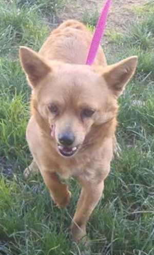 This 2-year-old male Chihuahua-terrier is in kennel No. 4, ID No. 34860. Photo courtesy of Lake County Animal Care and Control. 4chiterriermix